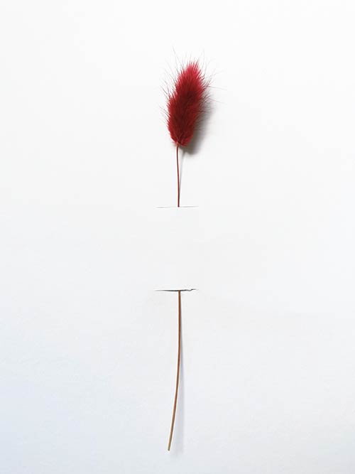 bunny rosso