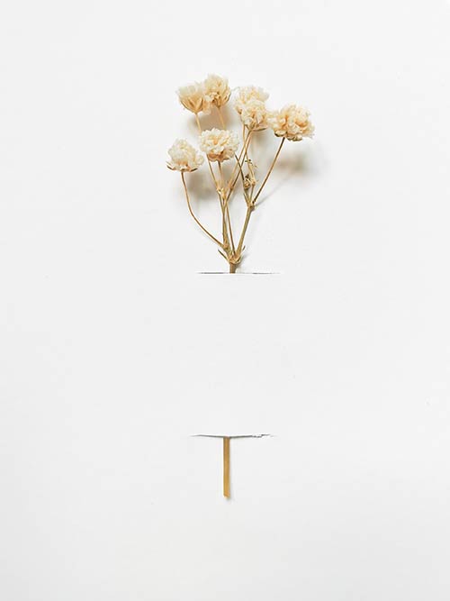 gypsophila crema