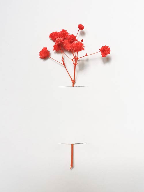 gypsophila rossa