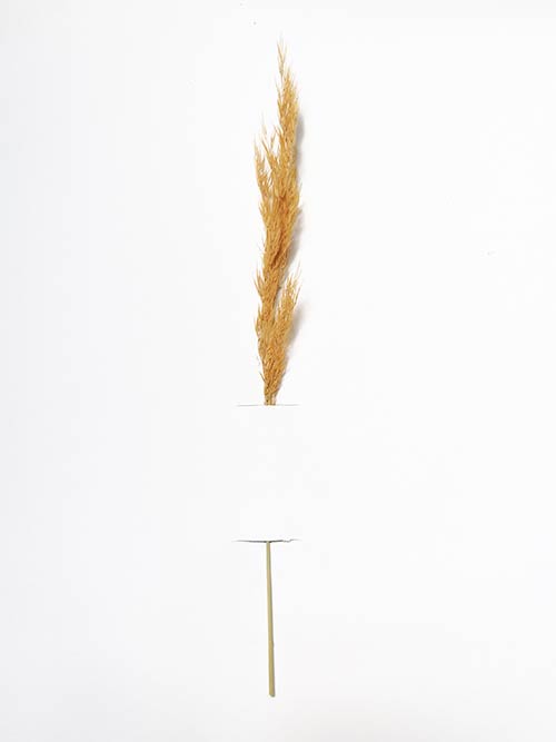 pampas
