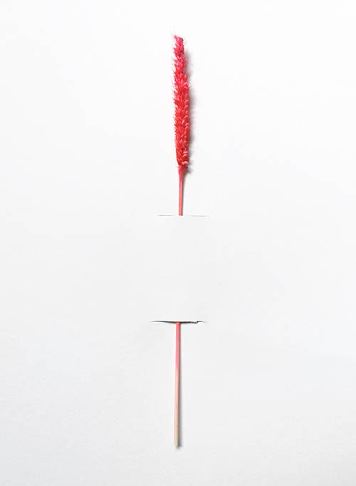 spiga